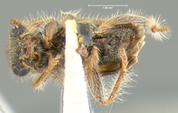 Media type: image;   Entomology 24282 Aspect: habitus ventral view